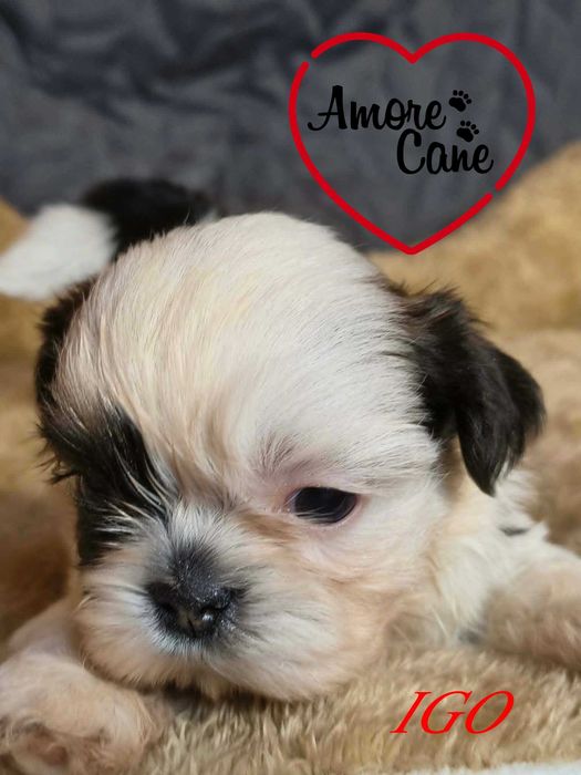 Przepiękny piesek shih-tzu IGO.