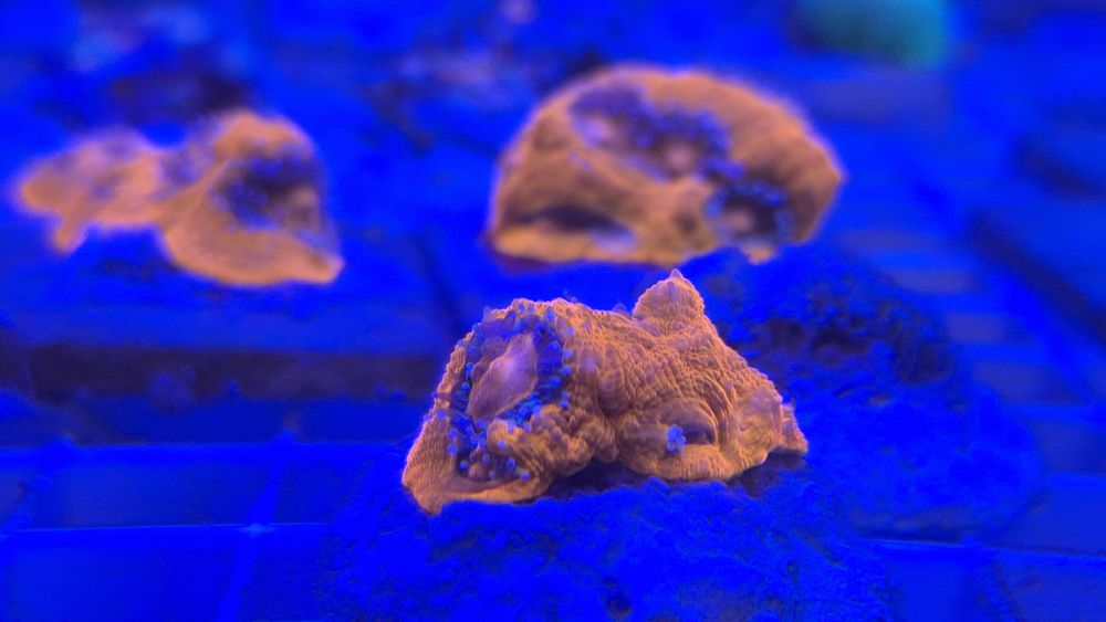 Acanthastrea Bowerbanki ULTRA RED