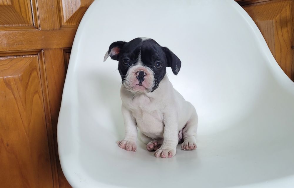 Bulldog femea bebé