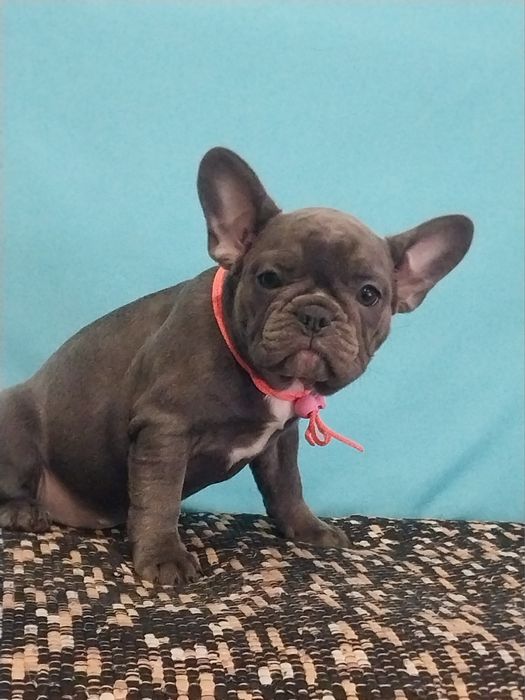 Французські  діти