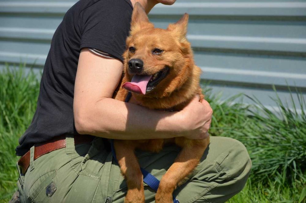 Rafi śliczny delikatny niewielki piesek ADOPCJA