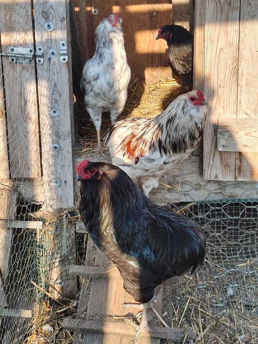 Araukany pary,koguty