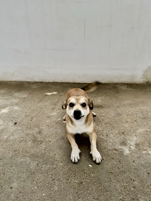 Cão para adopção responsável