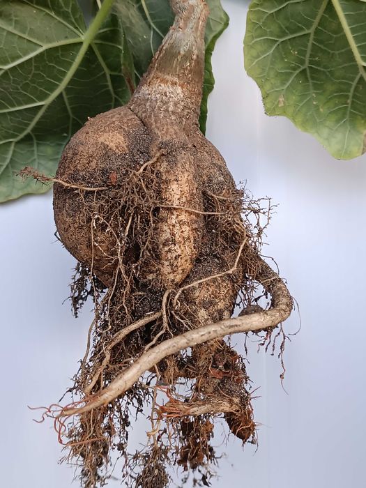 Uncarina roeoesliana