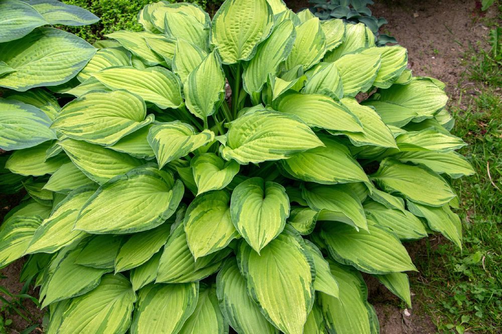 Funkia Hosta 'Sheila West' Doniczka 2.0L Duże Złote liście