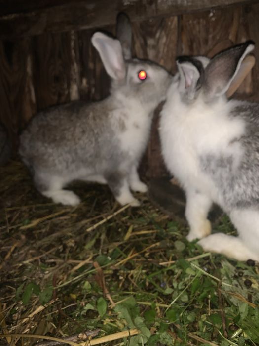 Продам кролі 3 місяці