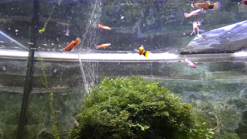 Mollys , Platys , Guppies