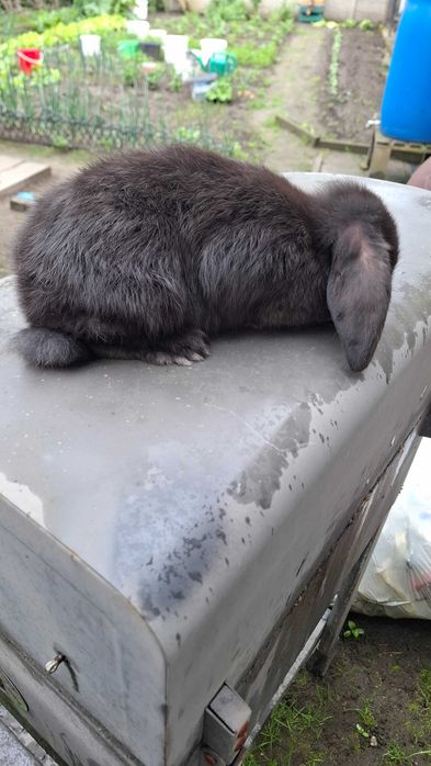 Młode króliki mini lop