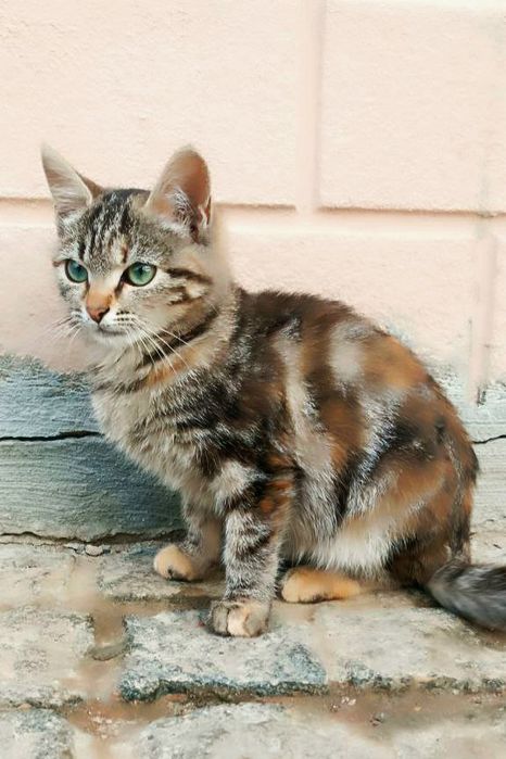 Трехцветная котёнок девочка бенгальского окраса ищет дом! Котята в хор