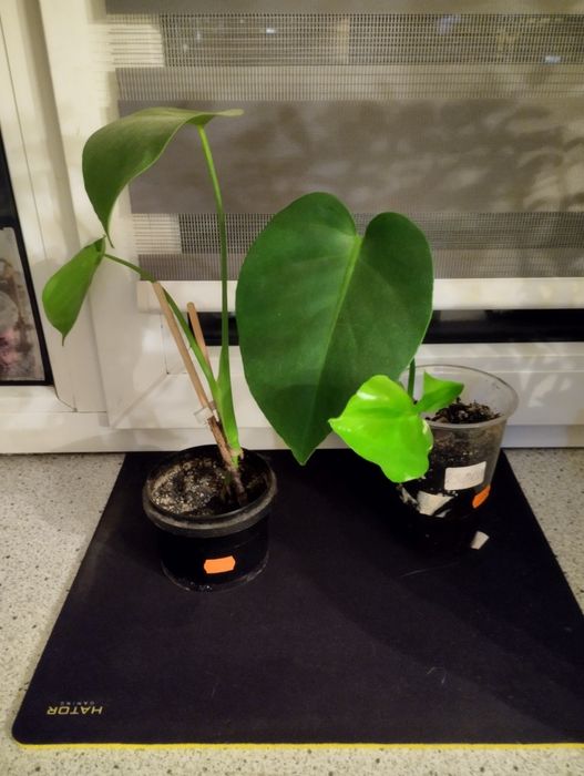 Маленькая Монстера.