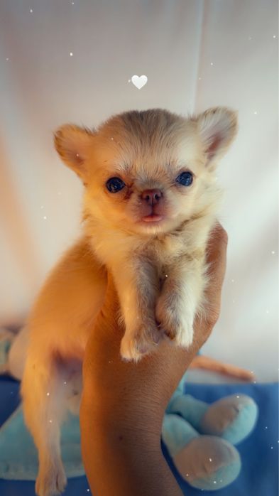 chihuahua macho creme pelo comprido