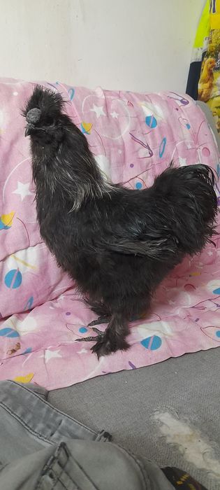 Kogucik Silka Jedwabisty