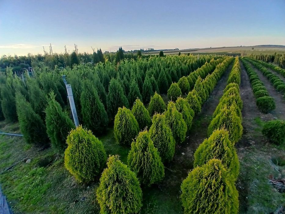 Tuje Szmaragd promocja