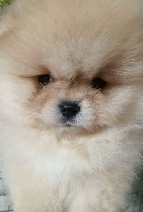 Пухнастик красунчик