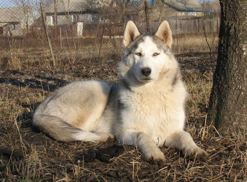 Кобель Хаски приглашает на вязку