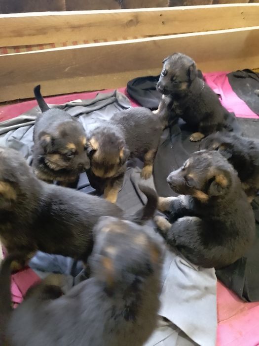 Щенки немецкой овчарки