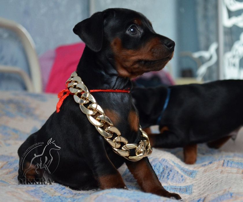 Хлопчики  мініатюрного(цверг) пінчера