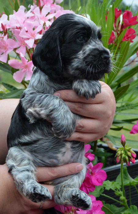 Cocker Spaniel Angielski ZKwP/FCI