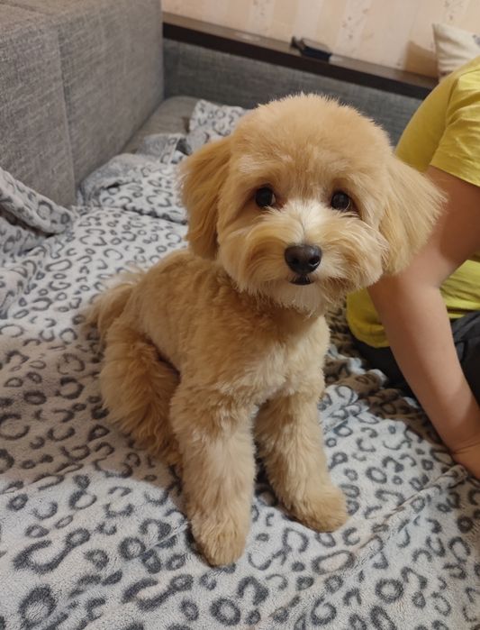 Хлопчик мальтипу вязка