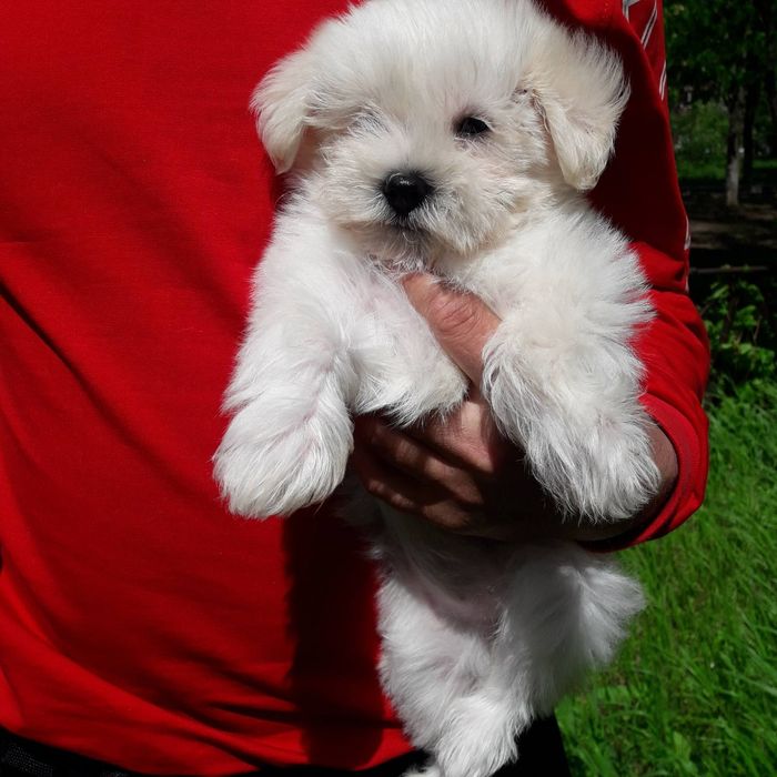 Мини малыш Мальтезочка )