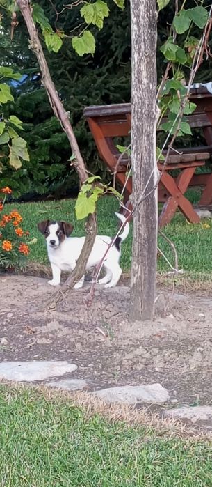 Jack Russell Terrier - piękny piesek