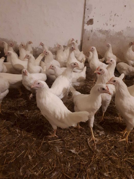 Kury nioski młode Rosa Messa Leghorn Dominant z wolnego wybiegu Dowóz