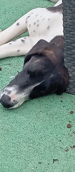Cadela cachorro 12 meses muito doce