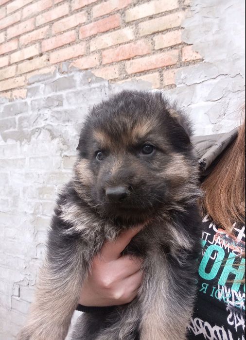 Продам цуциків Німецької вівчарки