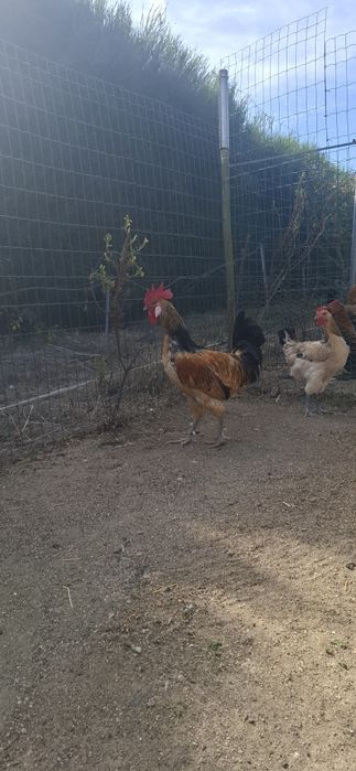 Casal  Andaluza Surenha Morucha