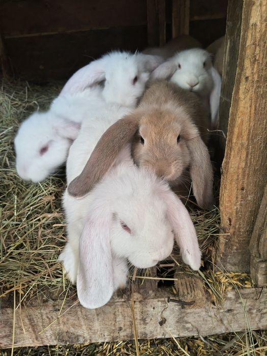 Młode Barwny Francuskie