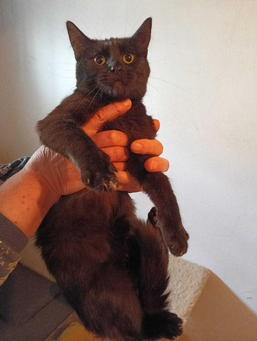 Koteczka czarna poleca się do adopcji kot szuka domu