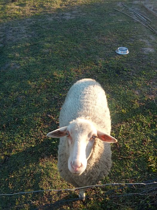 Ovelha                 .