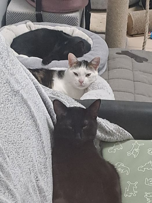 Kocurek Makumba szuka domku