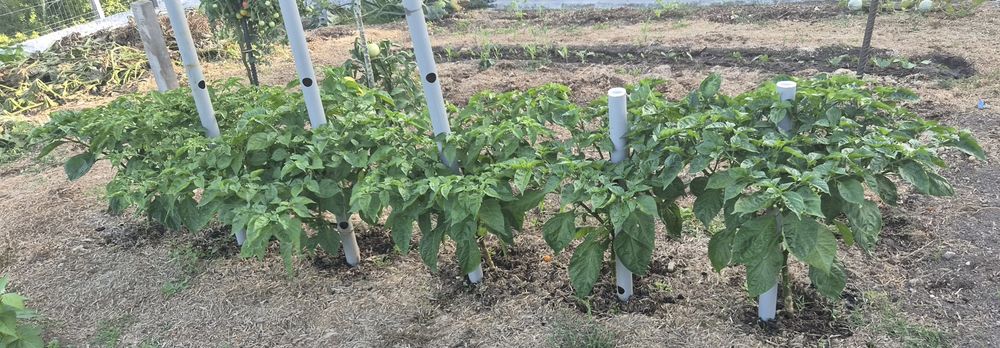 Planta habanero  para venda