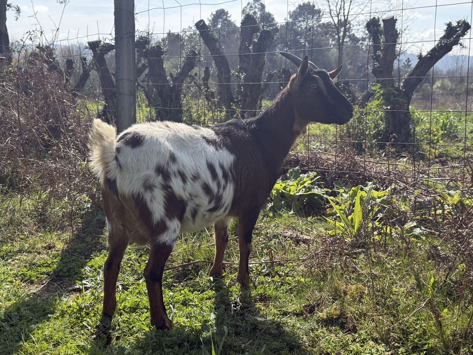 Rebanho de 7 cabras anas