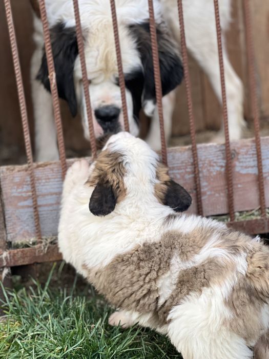 Маленька дівчинка сенбернар