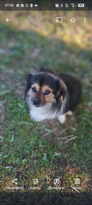 Szukamy naszego pieska, Wafla