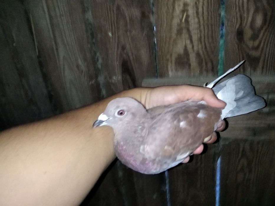 Likwidacja hodowli gołębi pocztowych