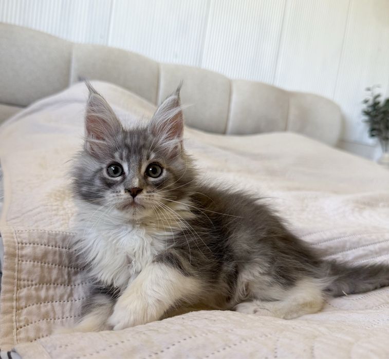 Śliczny kocurek Maine Coon