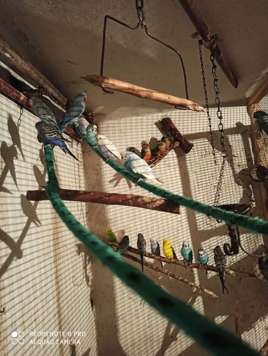 Papugi faliste młode i pary lęgowe