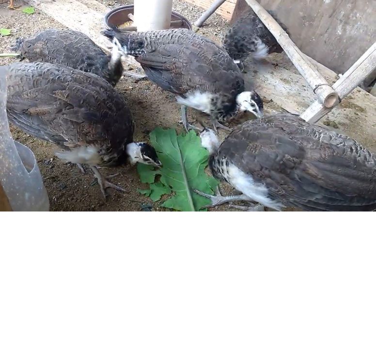 Pavões com 2 meses em Alvito , 50euros cada um