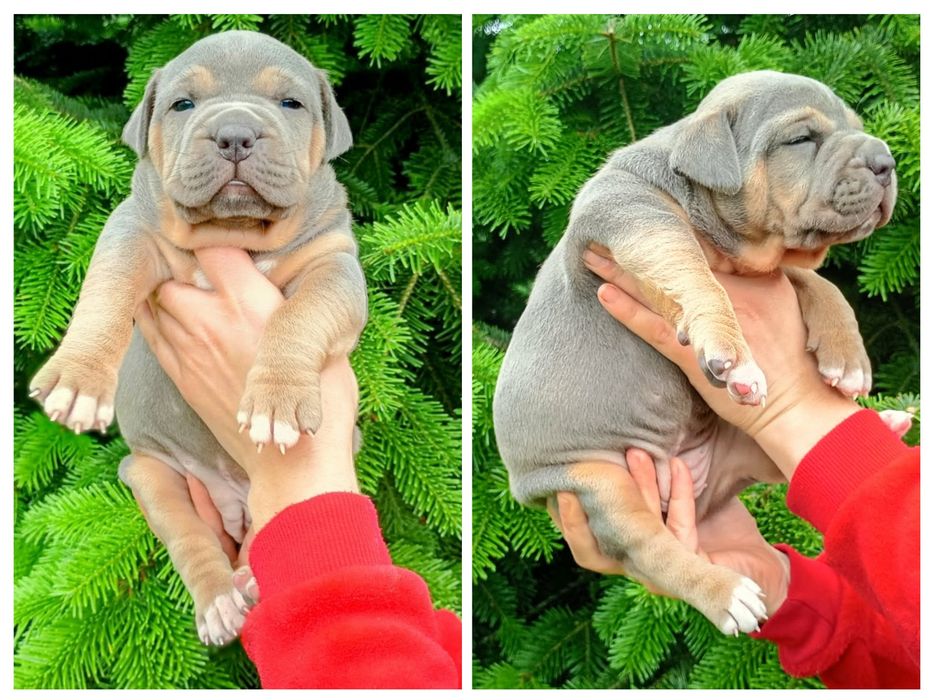 Suczka (Amstaff)
