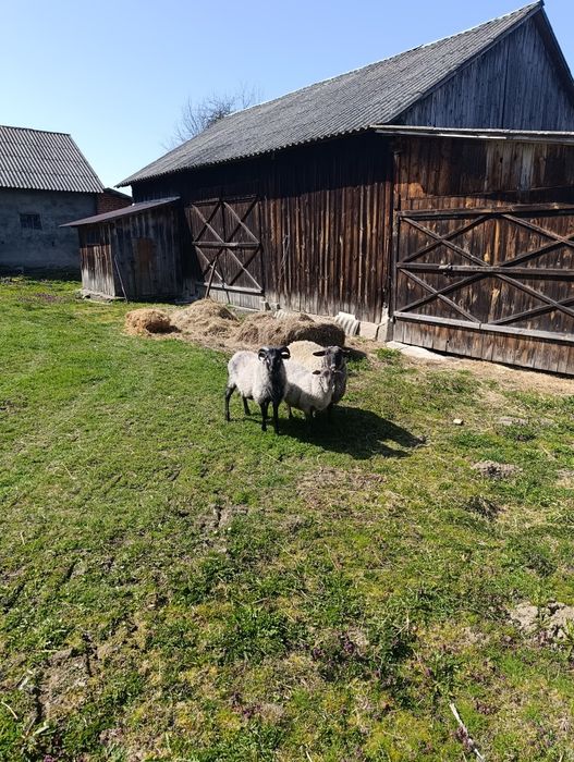 Owce, Jagnięta, czarnogłówka