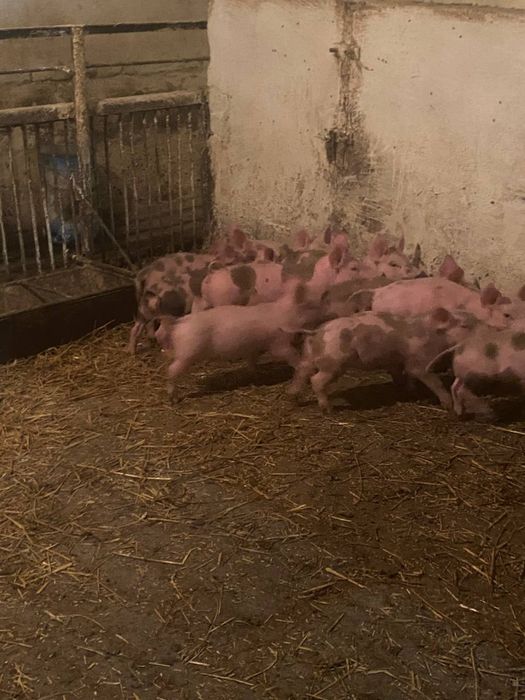 Продам поросят домашніх