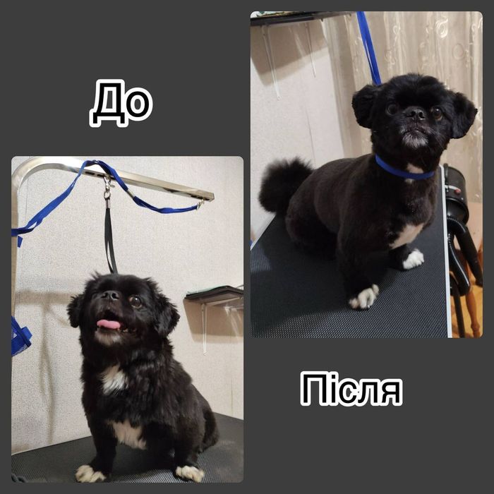 Грумінг стрижка тварин догляд за тваринами. Район автовокзалу.