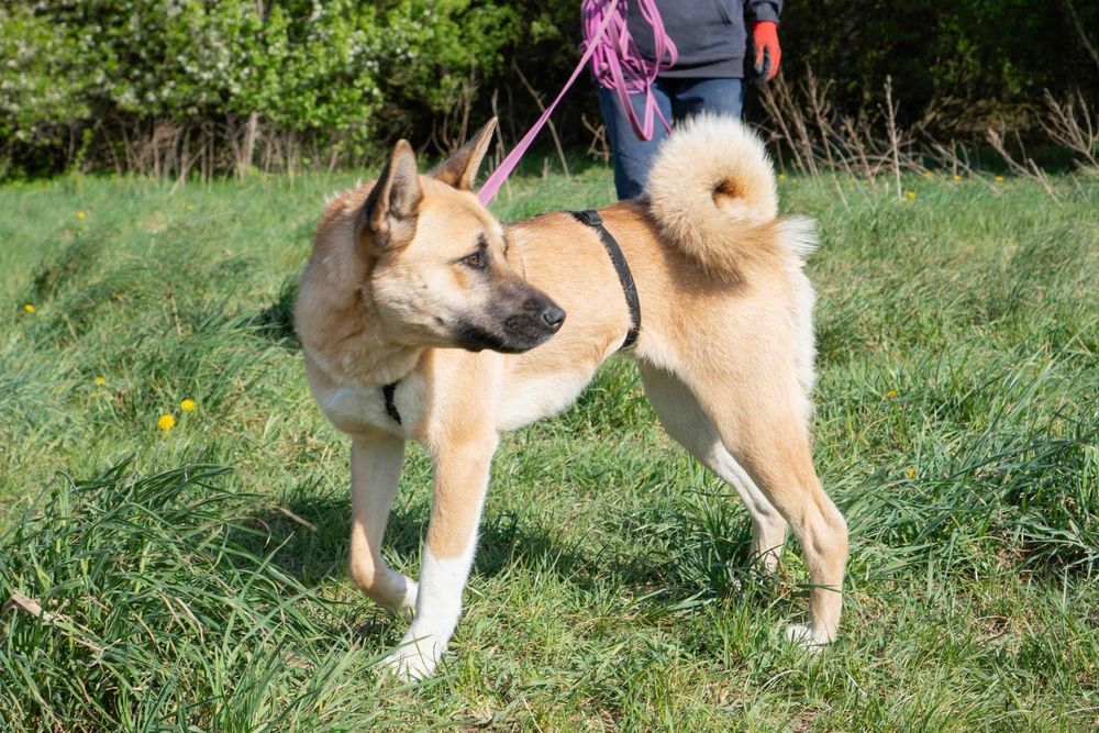 W typie rasy Akita Inu młoda Akira szuka domku