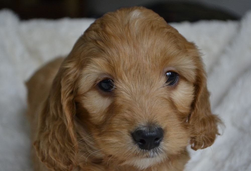 Cockapoo piesek KLEMENZ