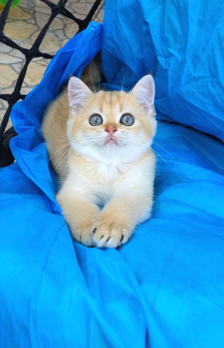 Ручные малышата. Котята золотая шиншилла.