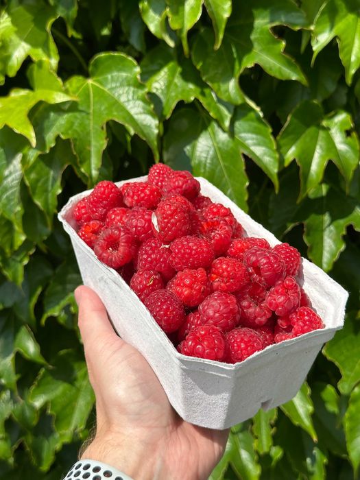 Pojemniki opakowania pudełka na borówki maliny owoce pulpa 500g 360szt