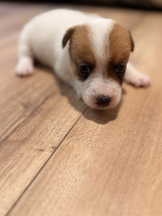 Piesek Jack Russel Terrier